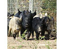 feral swine